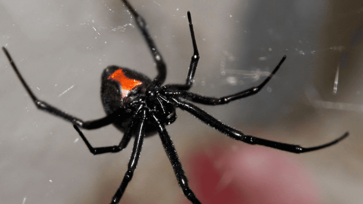 Black widow spider