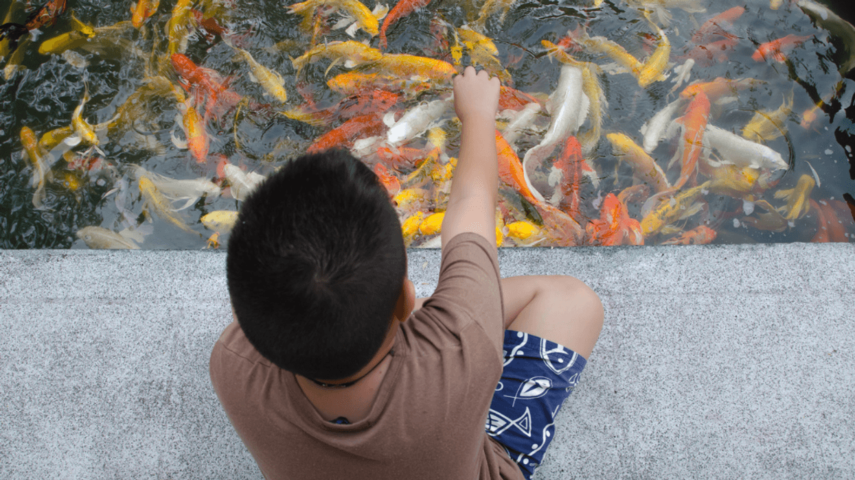 Boy sitting in front of a koi pond