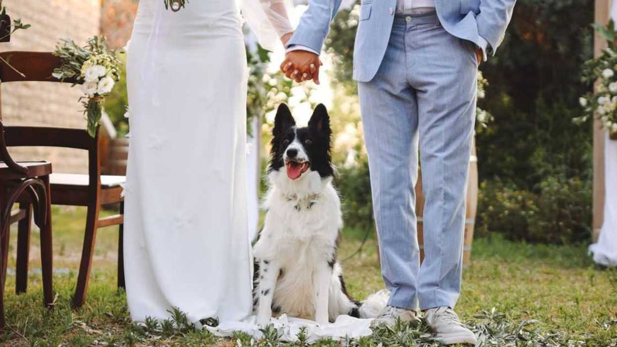 Bride and groom wedding with dog.Adorable golden Retriever wearing wreath made of beautiful flowers on wedding.