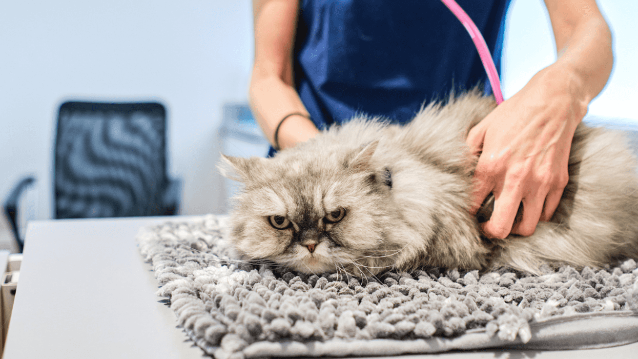 Cat at vet
