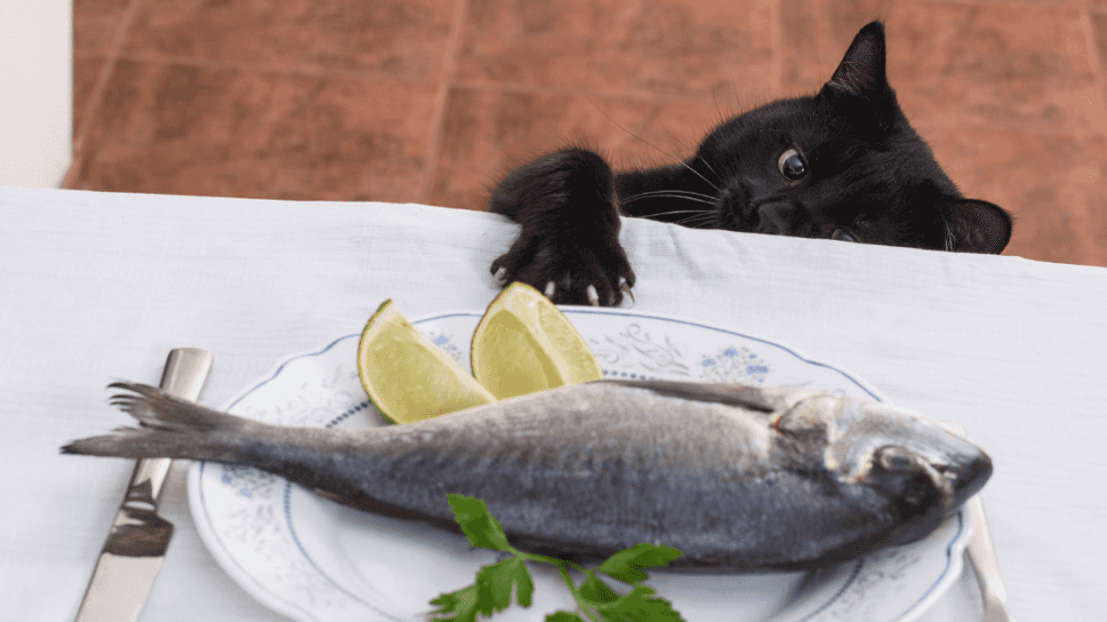cat reaching on table for fish
