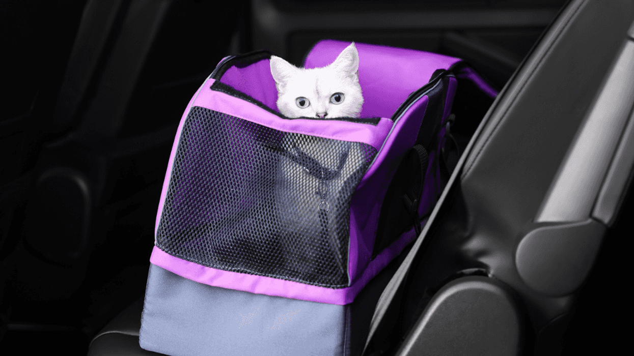 Cat sitting in cat carrier