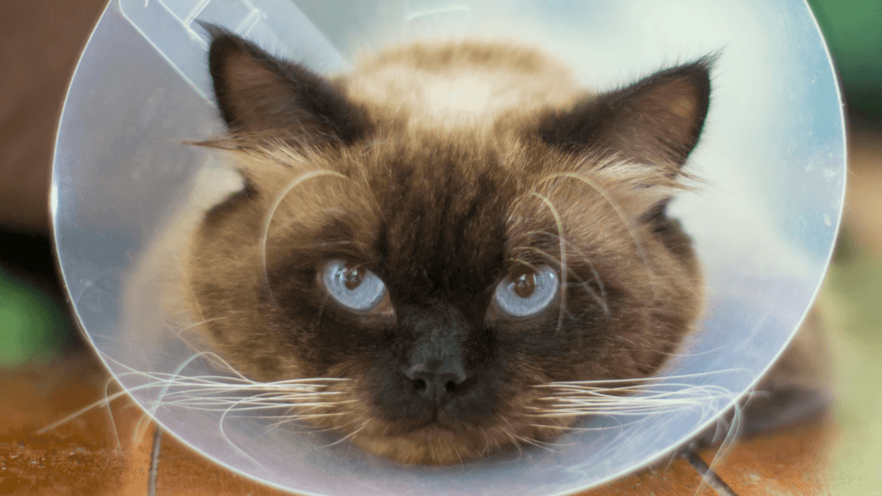 Cat wearing cone after surgery