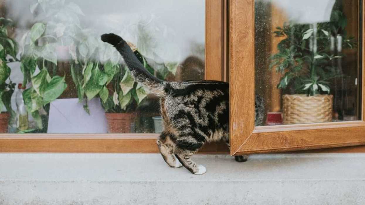 Redditor Called 'Cruel' After Setting Traps For Neighbor's Cat Who Keeps Trespassing Into Their House