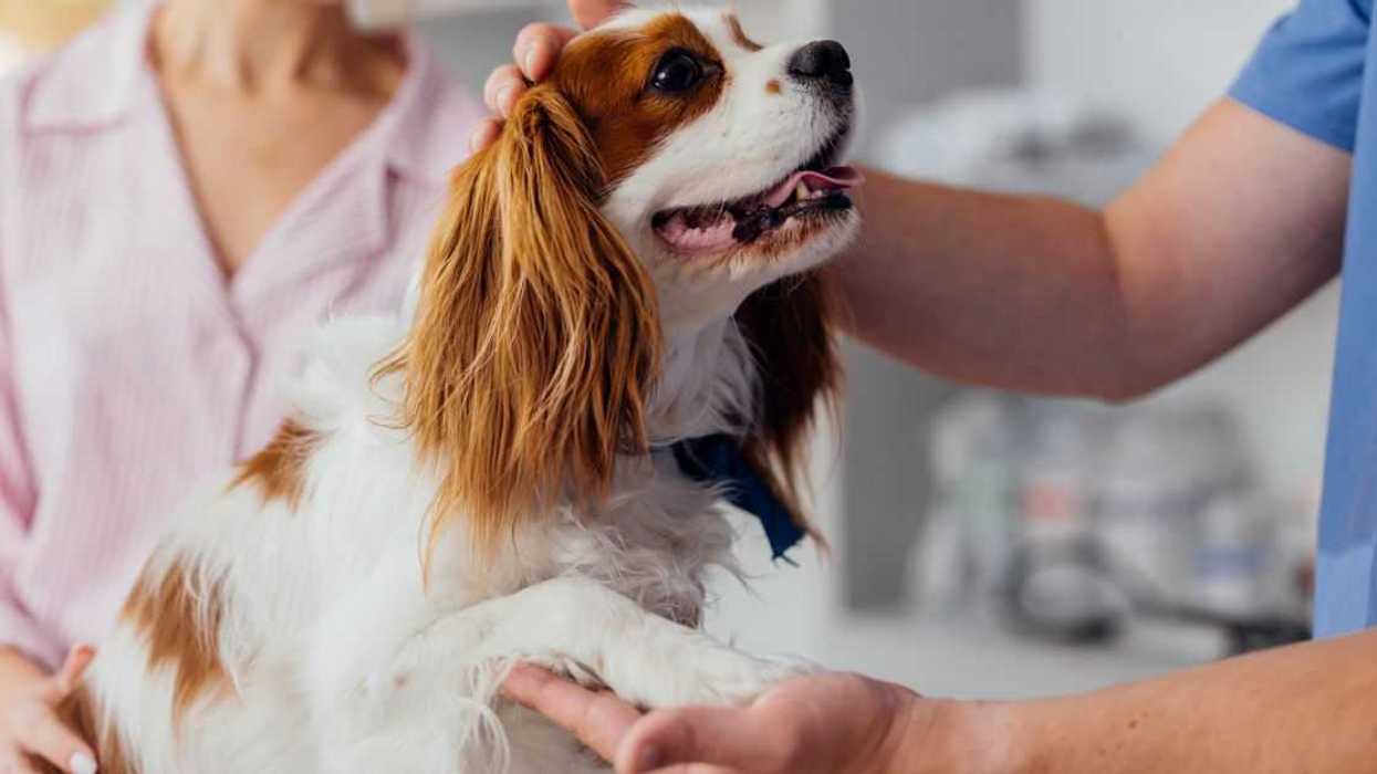 Cavalier King Charles Spaniel being examined by a veterinarian while owner watches closely in a clinic.