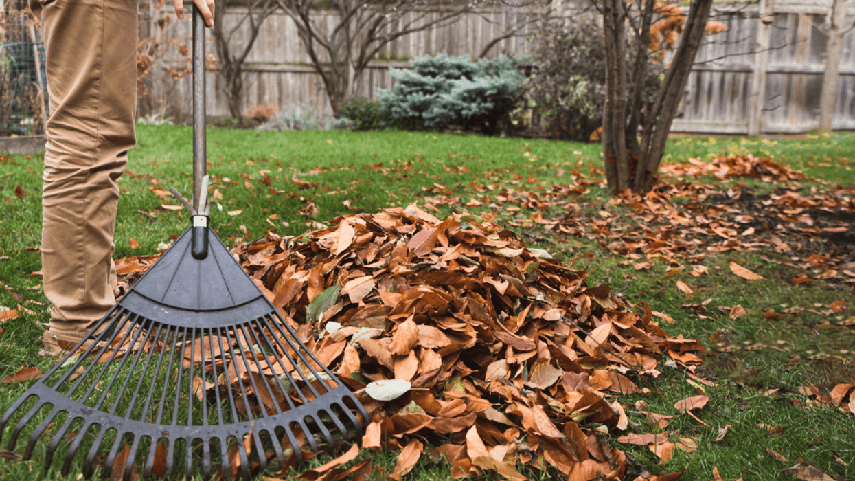 Teen Refuses To Rake Nosy Neighbor's Leaves For Free To 'Show Maturity'