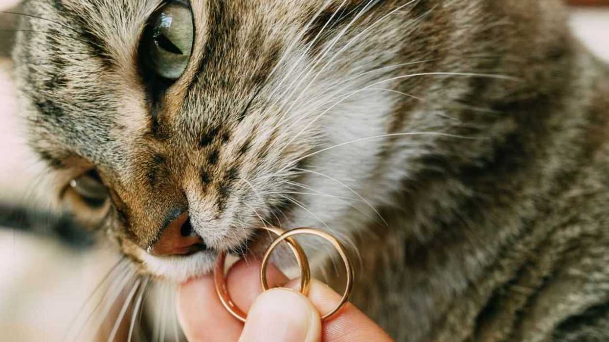 Close-up of a gray cat's face with wedding rings in its mouth. High quality photo.