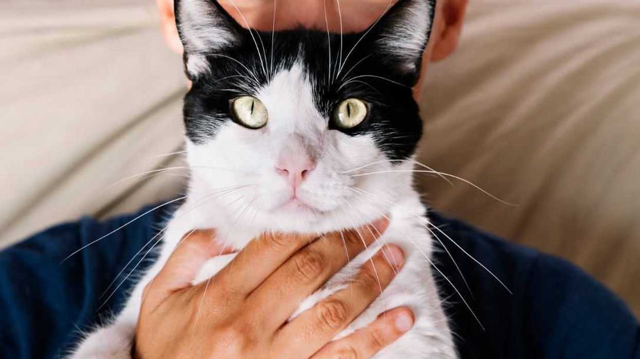 Close-up of a woman holding a black and white cat.