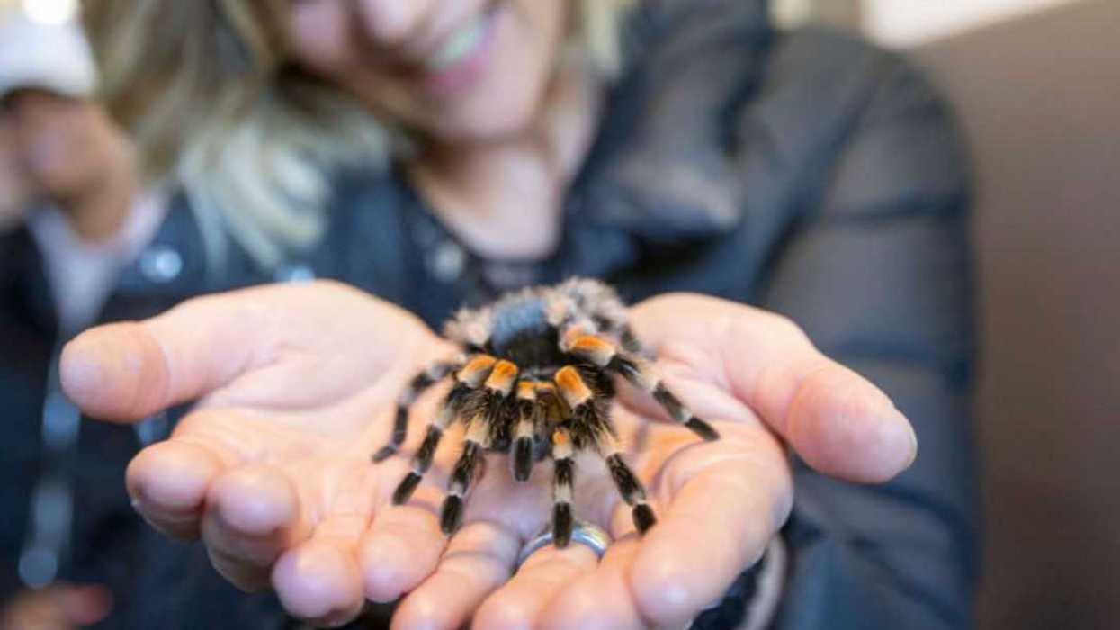 Close up of a woman holding a spider.
