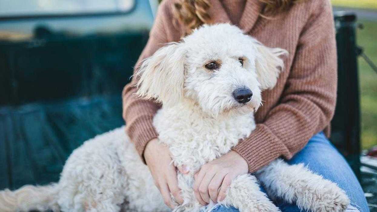 Woman Balks After Sister Asks Her To Stop Fostering Dogs So She Can Babysit Her Kids More Often