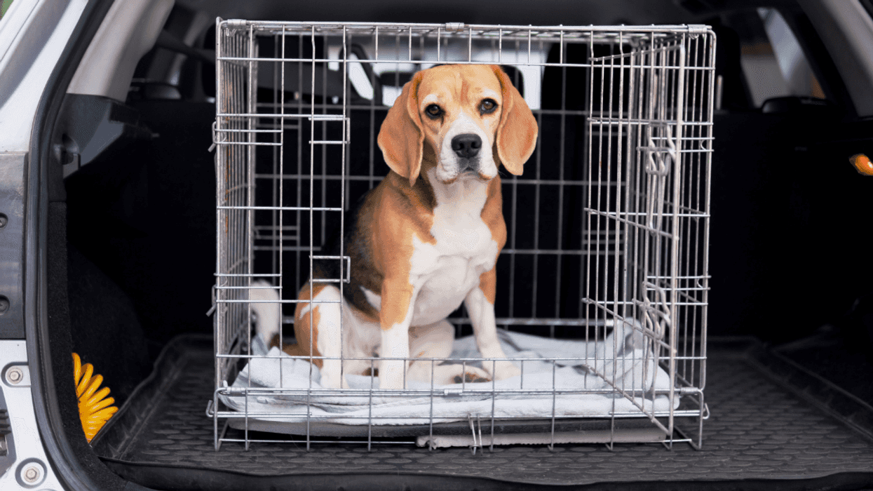 crated beagle in back of SUV