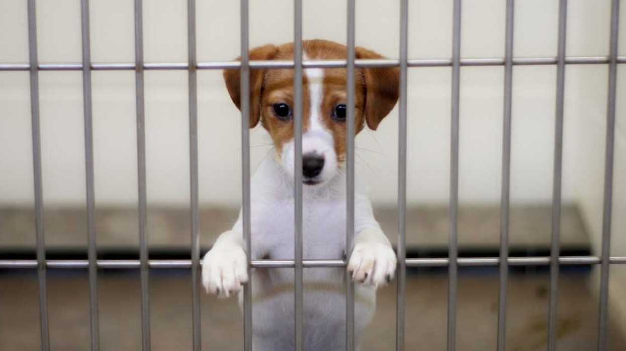 Animal Shelter Worker Torn After Their Neighbor's Neglected Dog Turns Up At Their Work