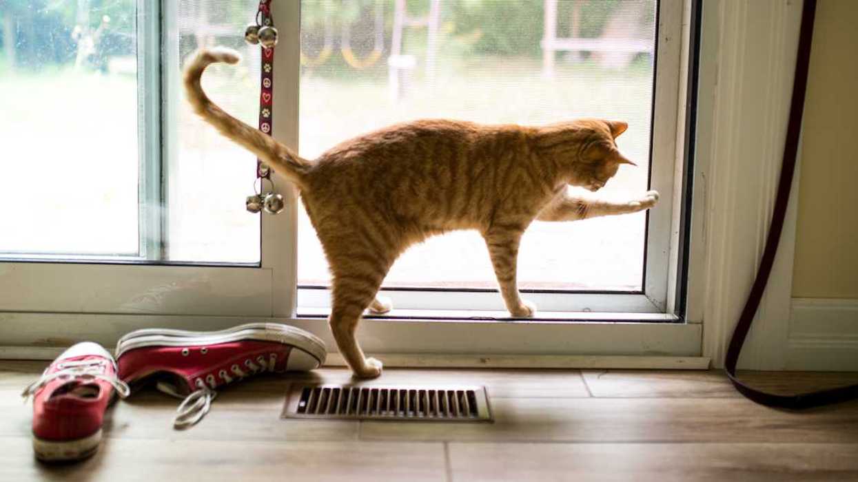 Couple Dumbfounded After Wife Mysteriously Gets Pregnant—Before Realizing It's All Their Cat's Fault