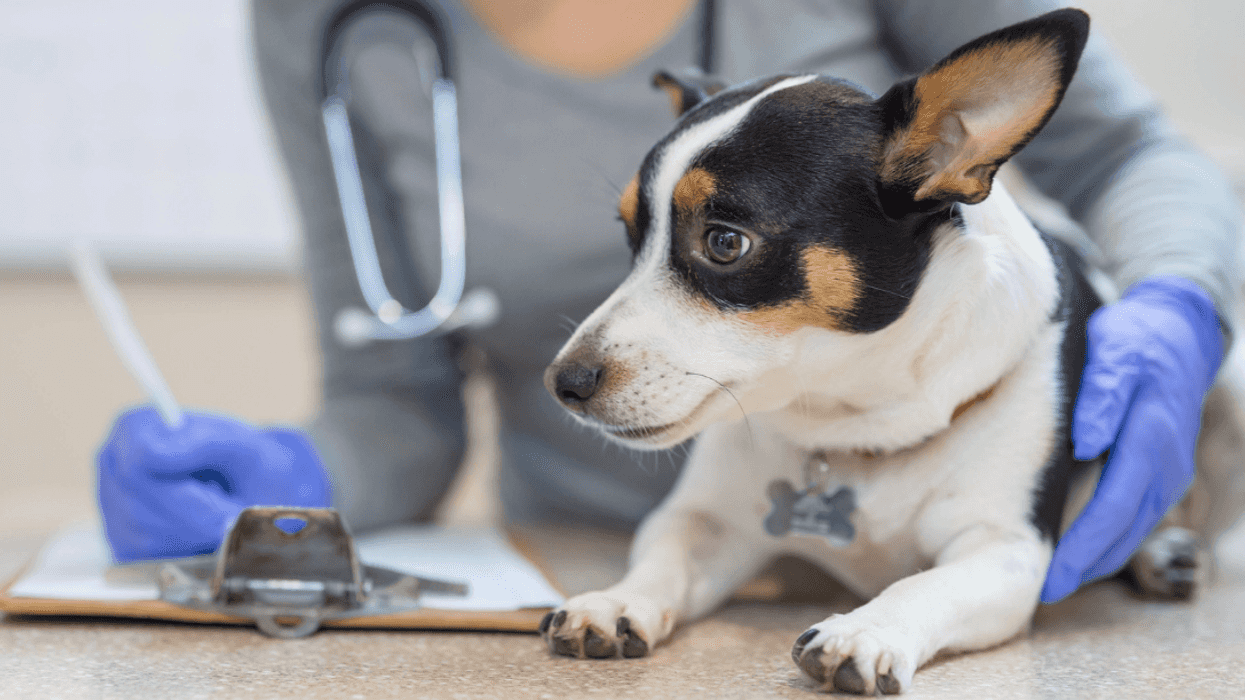 dog at vet