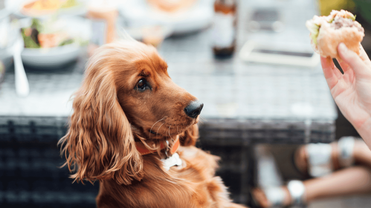 Dog being fed fast food