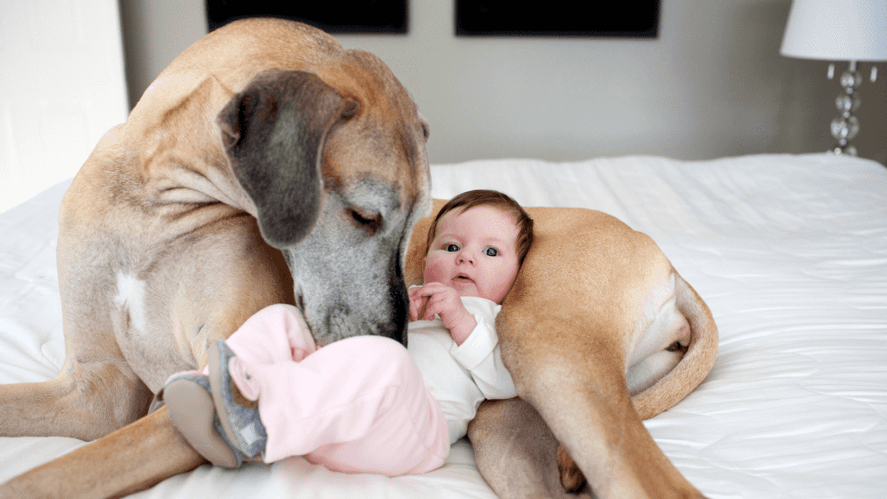 Dog cuddling with baby