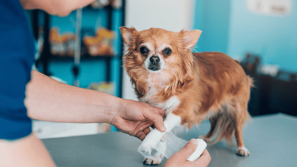 Dog having a cast put on his leg by a vet.