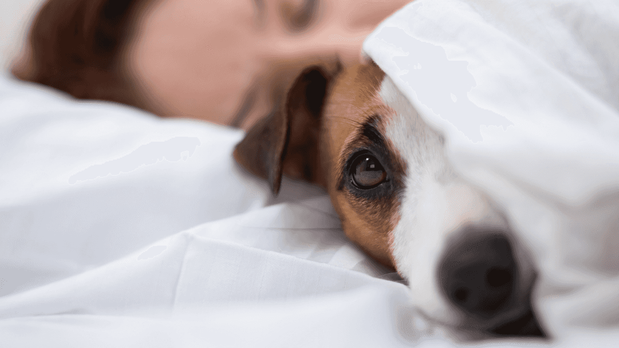dog in bed with sleeping woman