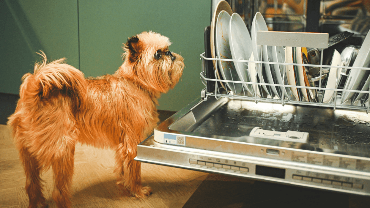 dog looking in dishwasher