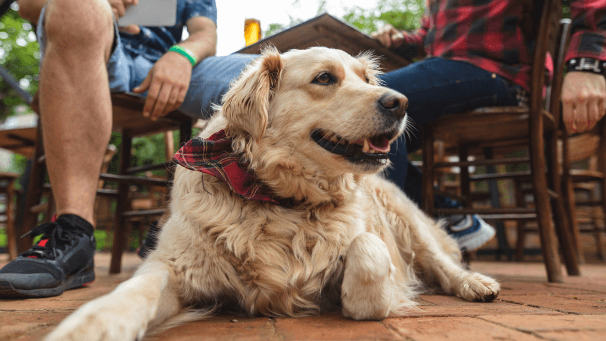Dog sitting on restaurant patio
