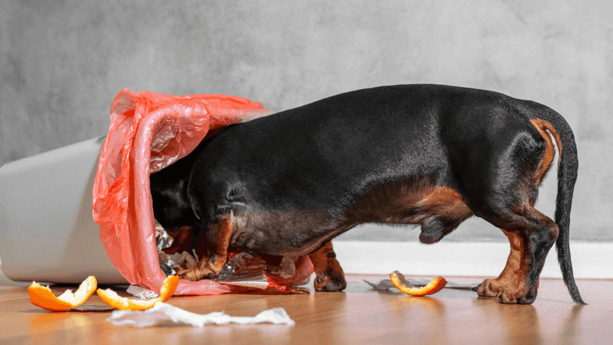 Dog with its head in a garbage bin.