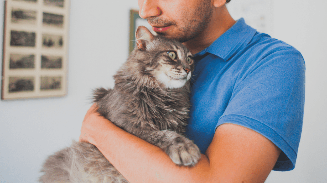 Guy Furious After His Roommate's Girlfriend Demands He Euthanize His Elderly Cat