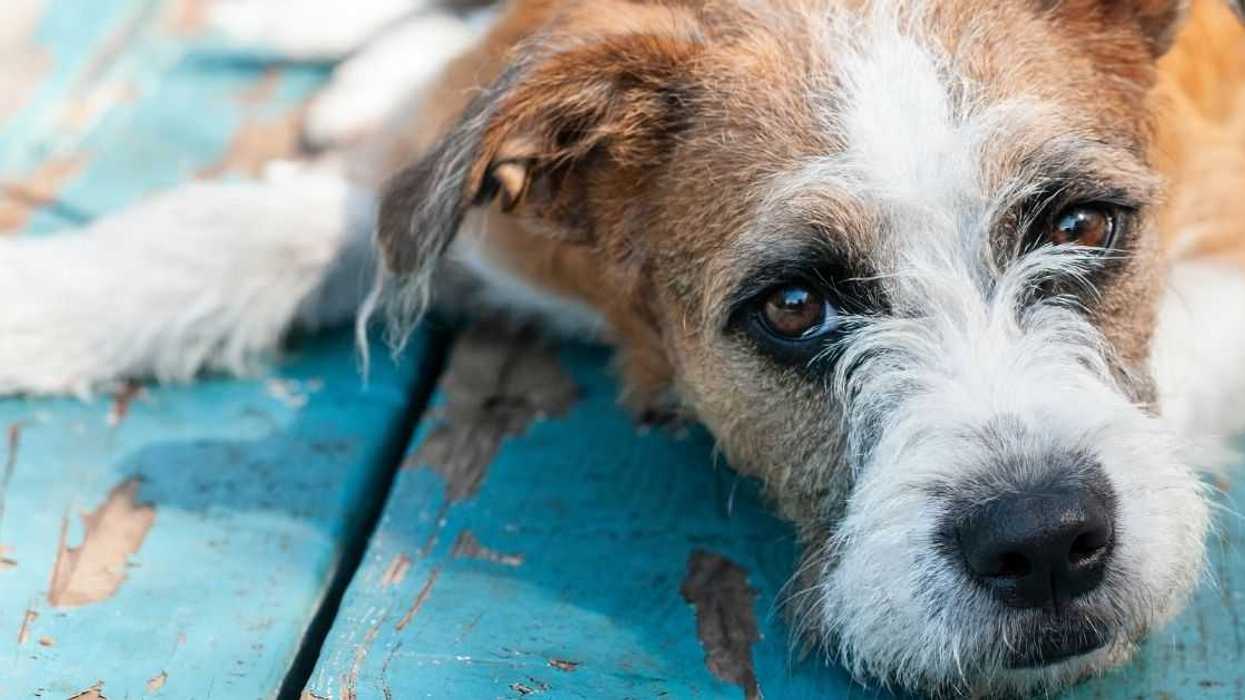 Redditor Called Out For Euthanizing Their Cancer-Stricken Dog Against Ex-Boyfriend's Wishes