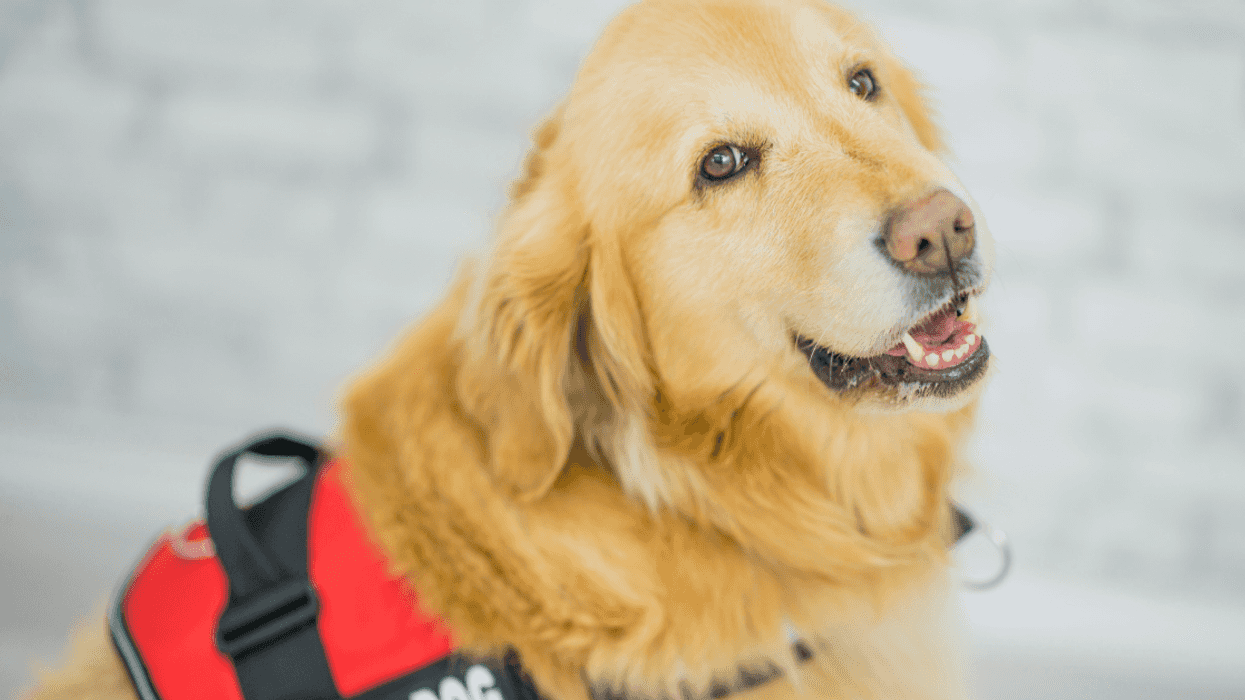 Host Upsets Friend By Refusing To Let His Girlfriend Come To Their Party If She Brings Her Service Dog