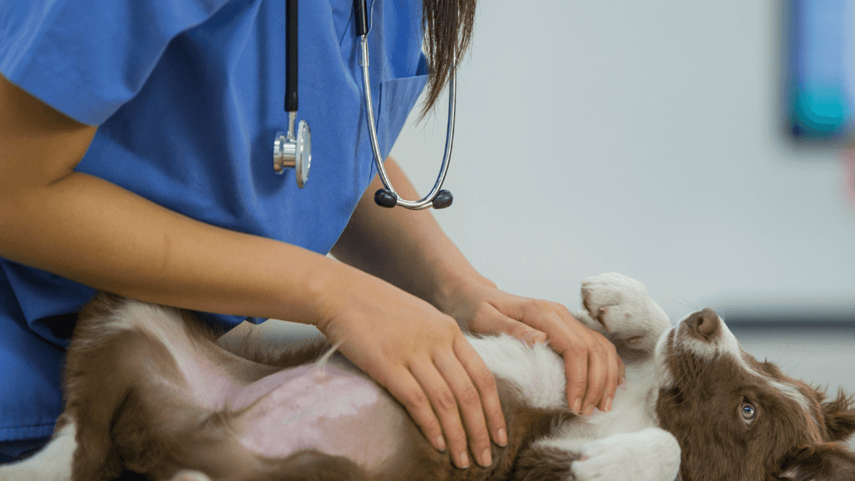 Dog Owner Argues With Vet After They Do A Surprise Tooth Extraction During Neutering