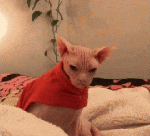 giphy