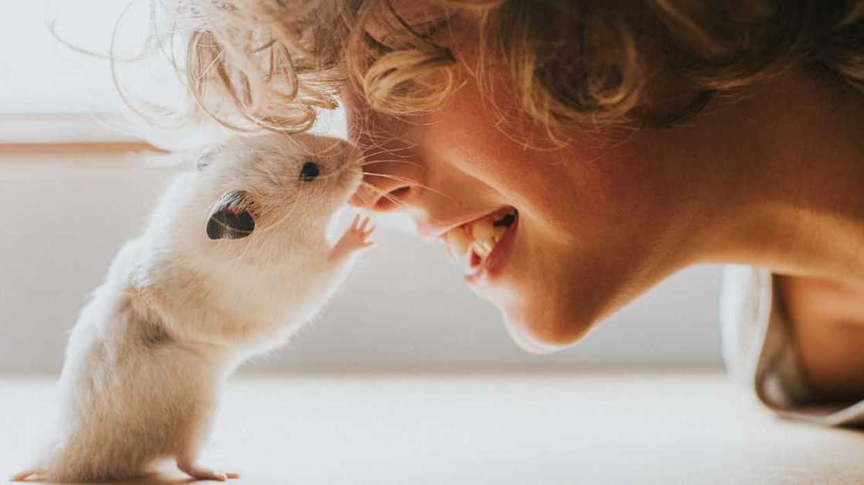 Hamster and Boy Rubbing Noses