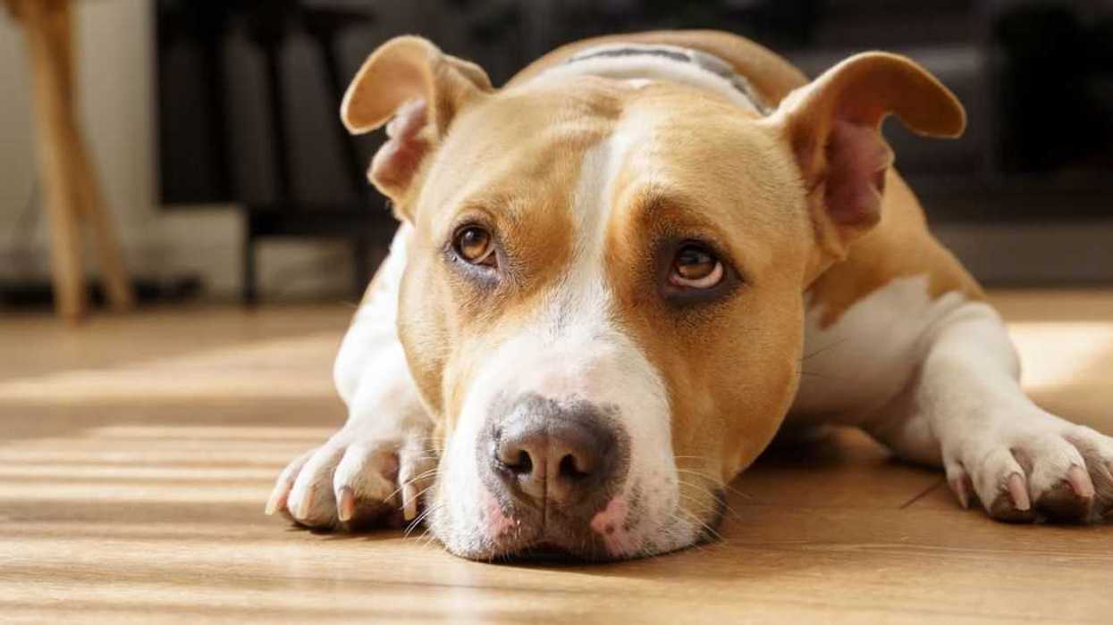 Horizontal low angle view of American Stanford dog portrait depressed resting on the house woodblock floor sun. Pets at home.