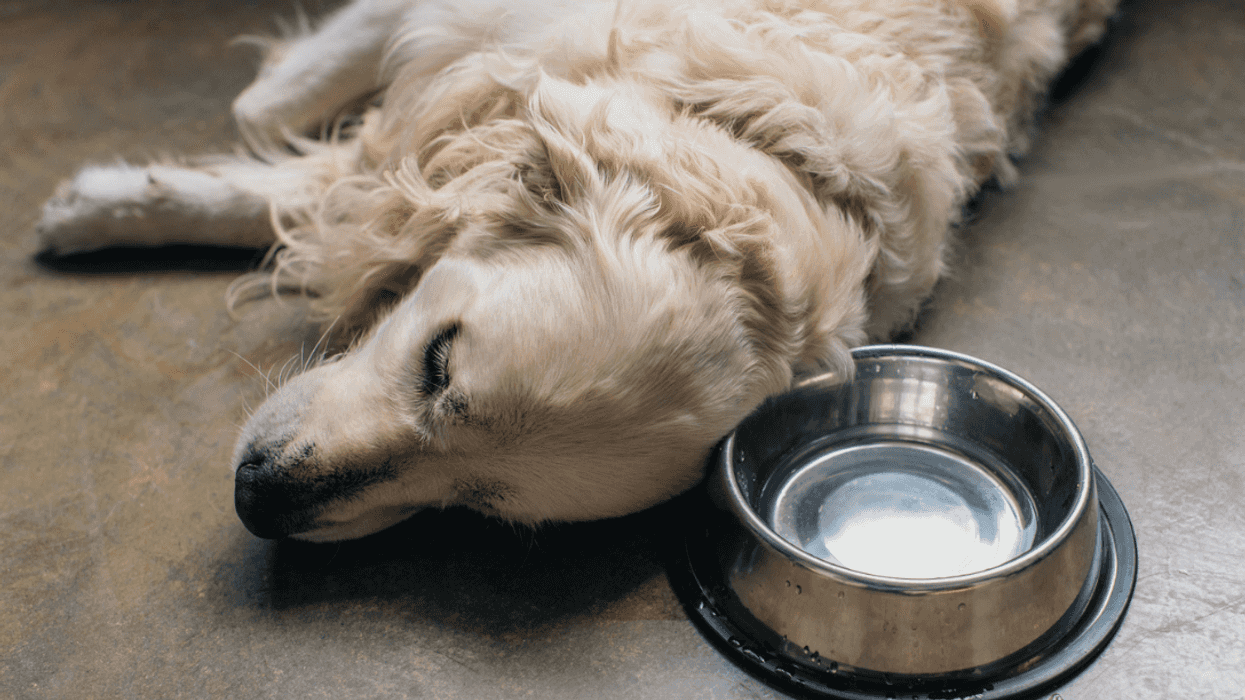 Hungry dog waiting by their empty food bowl