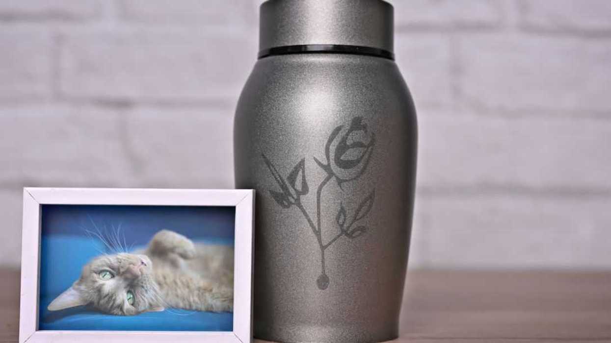 In remembrance of a pet. Decorative urn, next to a photograph of the pet on the table. Horizontal image.
