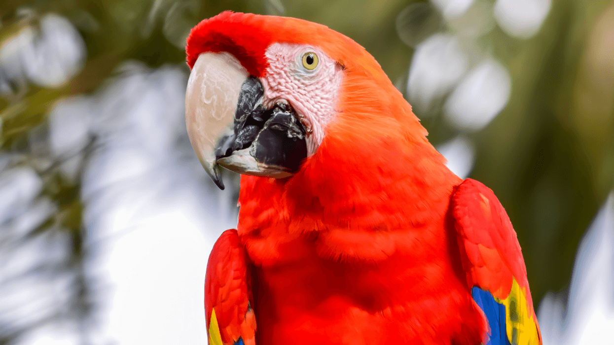 Redditor Called Out For Refusing To Take Care Of Exotic Bird They Inherited From Deceased Dad