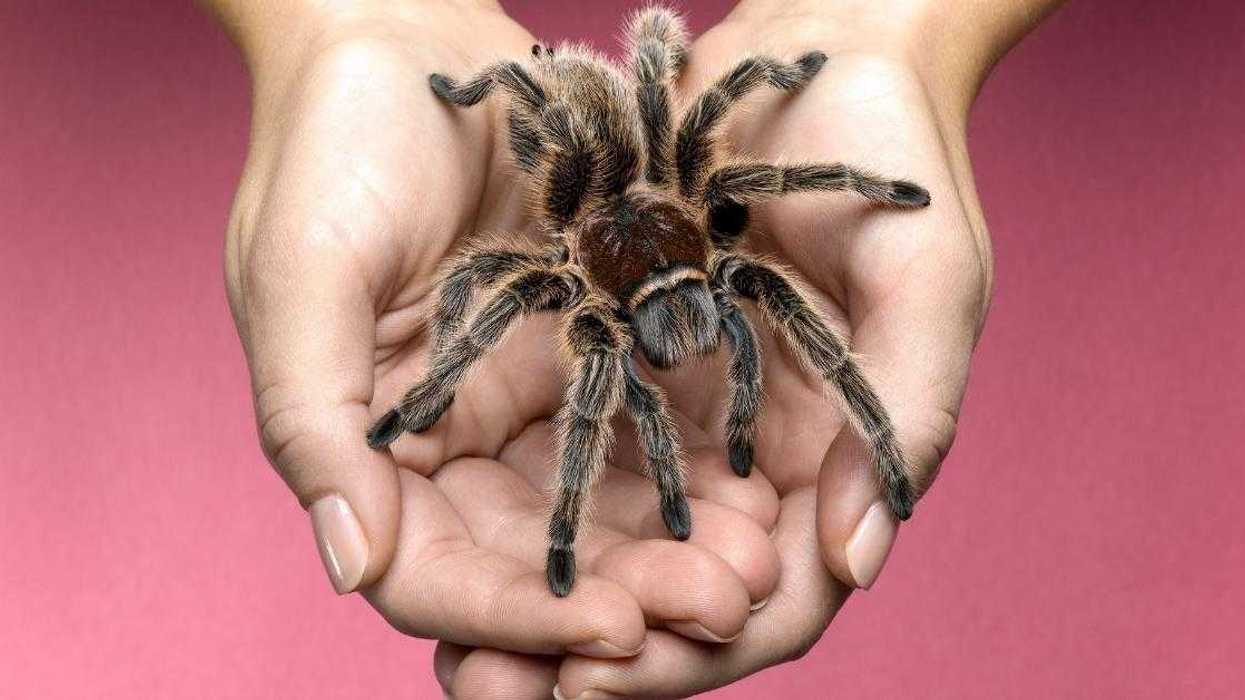 Woman Asks If She'd Be Wrong To Get A Pet Spider Even Though Husband Says He'd 'Kill It'