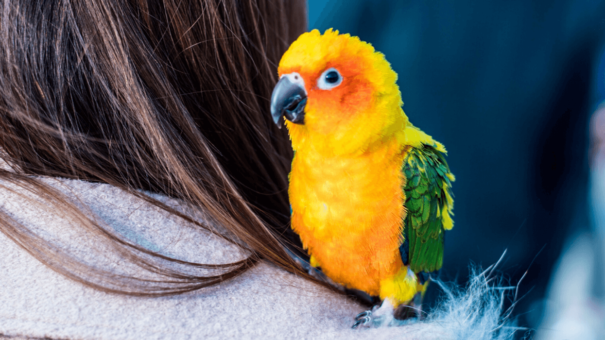 Bride Sparks Drama After Informing Her Sister-In-Law That She Can't Bring Her 'Psychotic' Emotional Support Parrot To Her Wedding