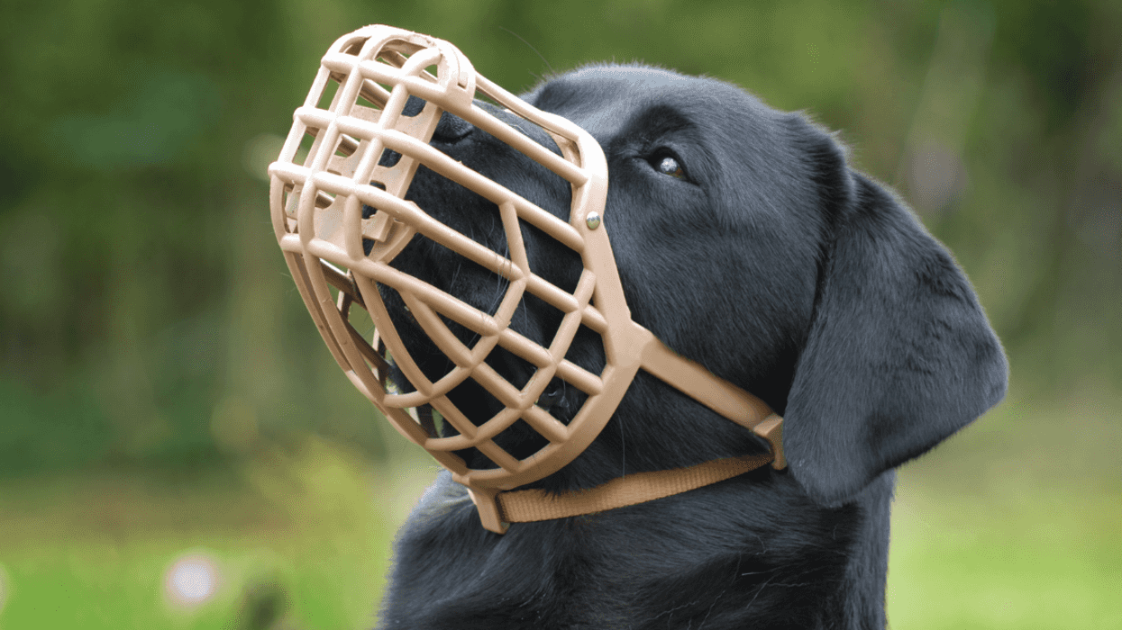 Redditor Livid After Girl Steals Their Dog Because She Thought It Was Being Mistreated