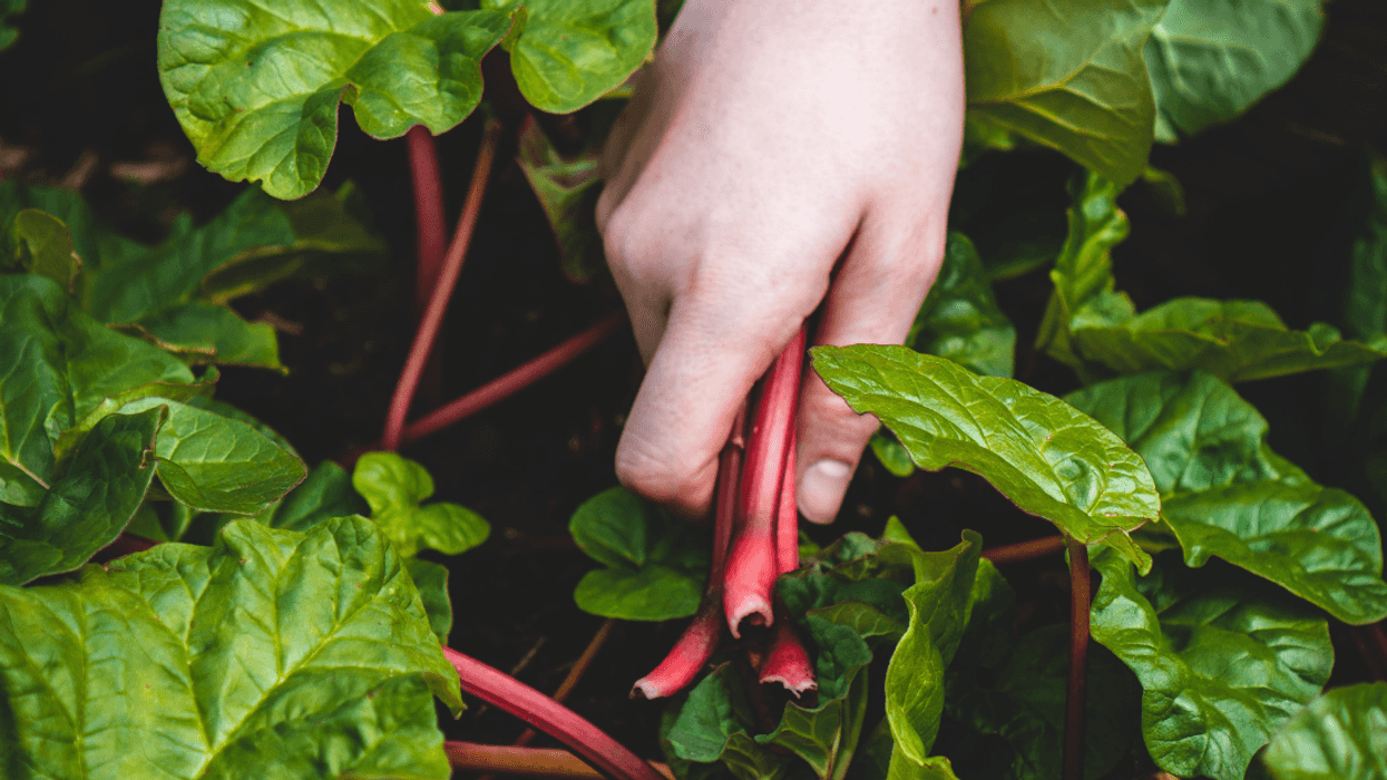 Woman Called Out For Making Her Brother's Kids Do Chores While They Stay On Her Farm