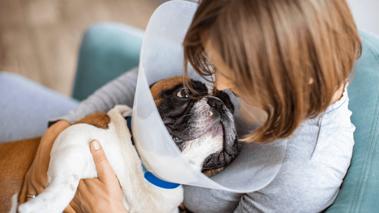 Uninsured Guy Livid After Mom Pays For Her Dog's ACL Surgery But Refuses To Pay For His