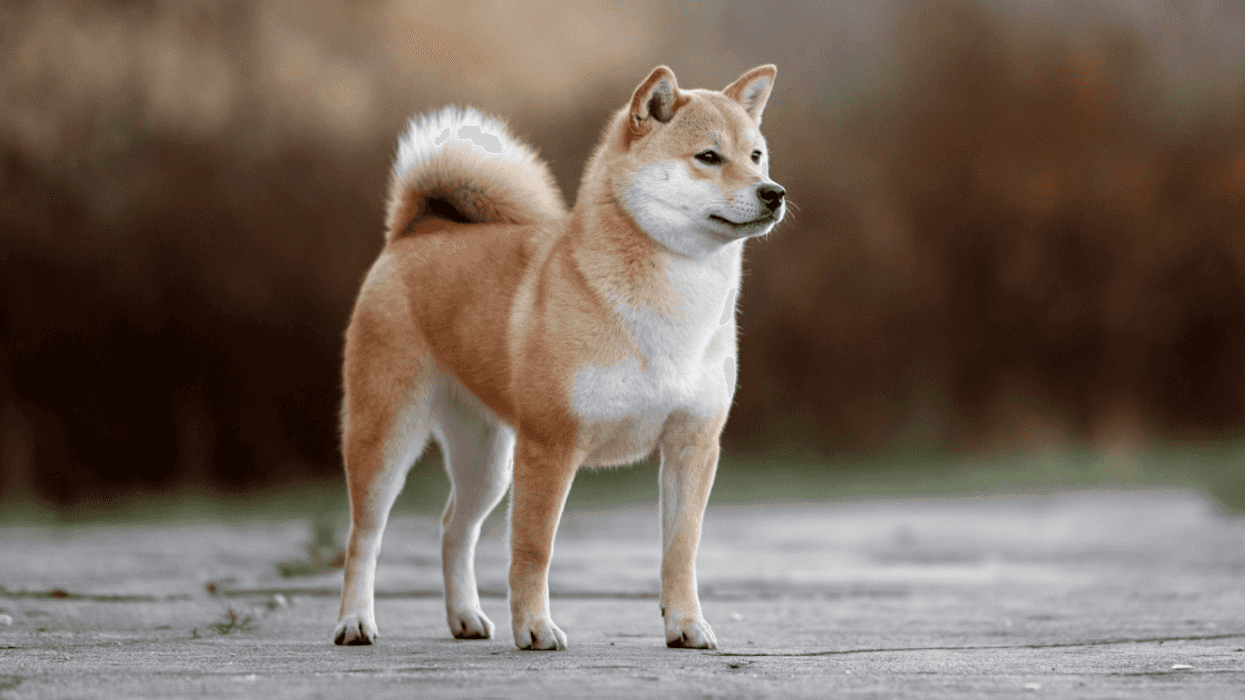 Woman Livid After Neighbor Comes Into Her Yard And Takes Her Dog Thinking It 'Was A Stray'