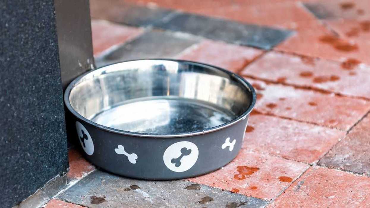 Redditor With OCD Lashes Out After Husband Uses Dish Brush To Clean Dog's Food Bowl
