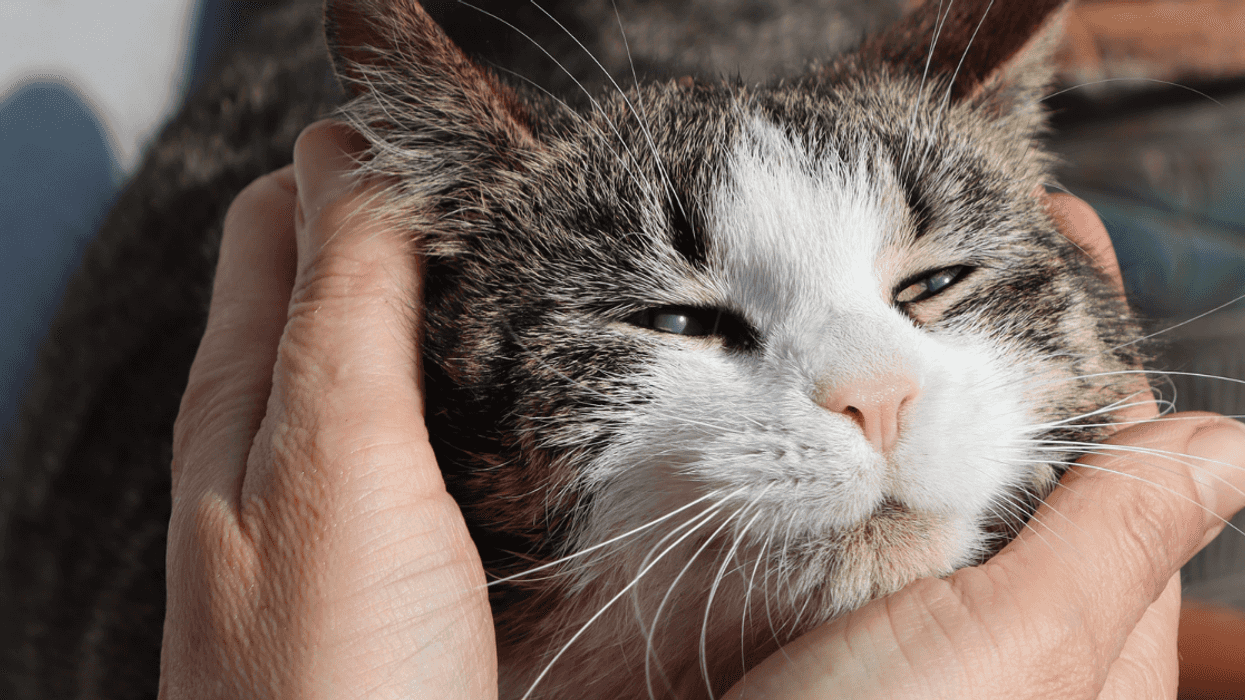 Owner Of Blind Cat Called Out For Refusing To Rearrange His Furniture When His Girlfriend Moves In