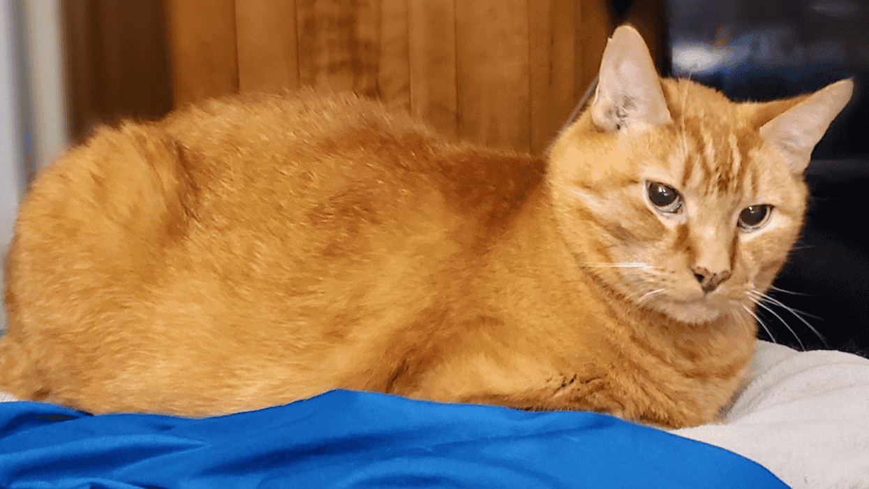 Guy Accused Of 'Training' His Cat To Attack His Girlfriend After It Scratches Up Her Foot One Night