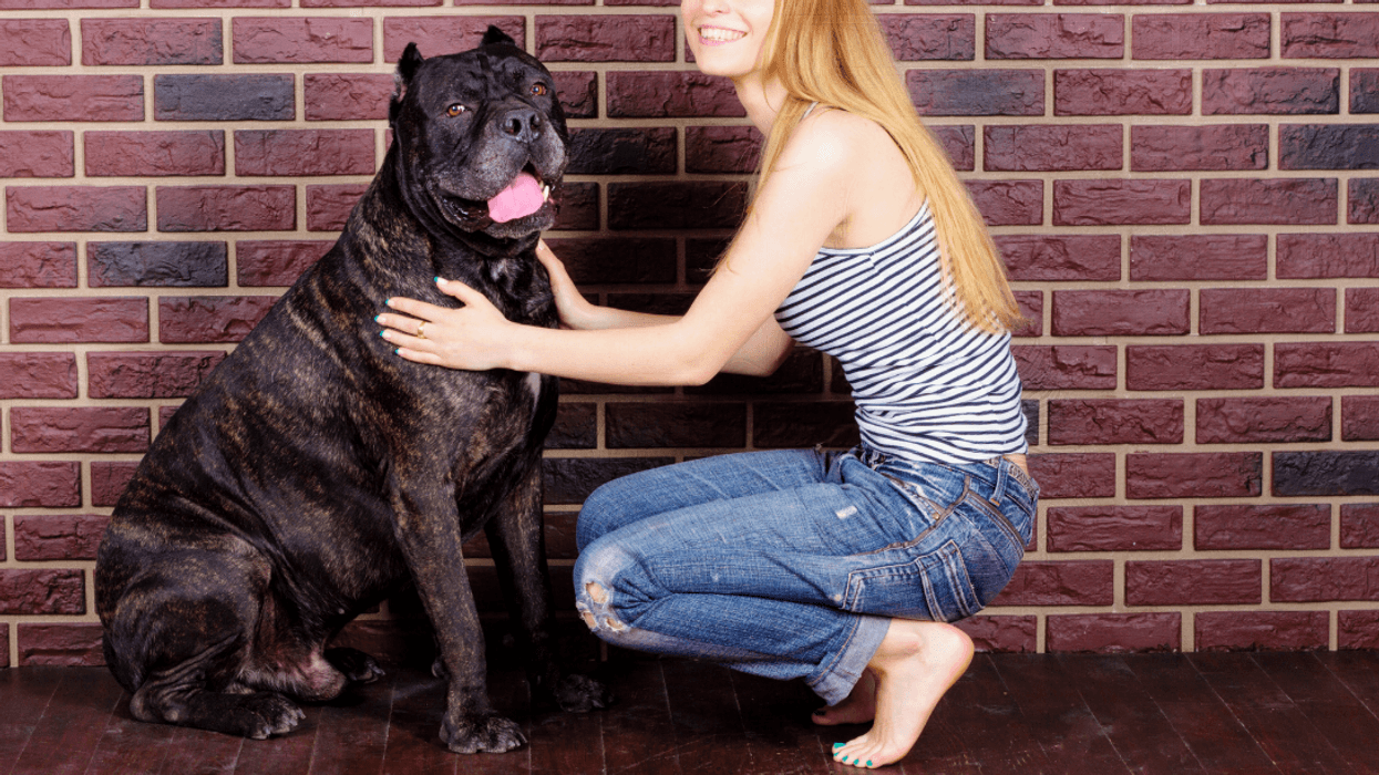 large dog with woman