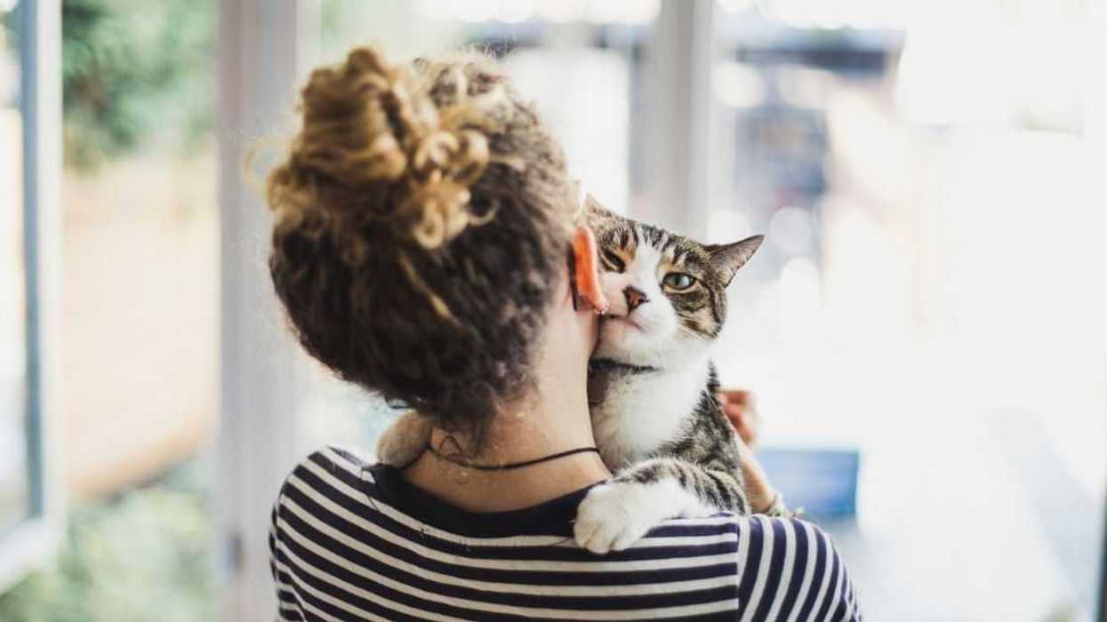 Woman Stunned After Coworker Calls Her Out For Allowing Cats In Home Office During Meetings
