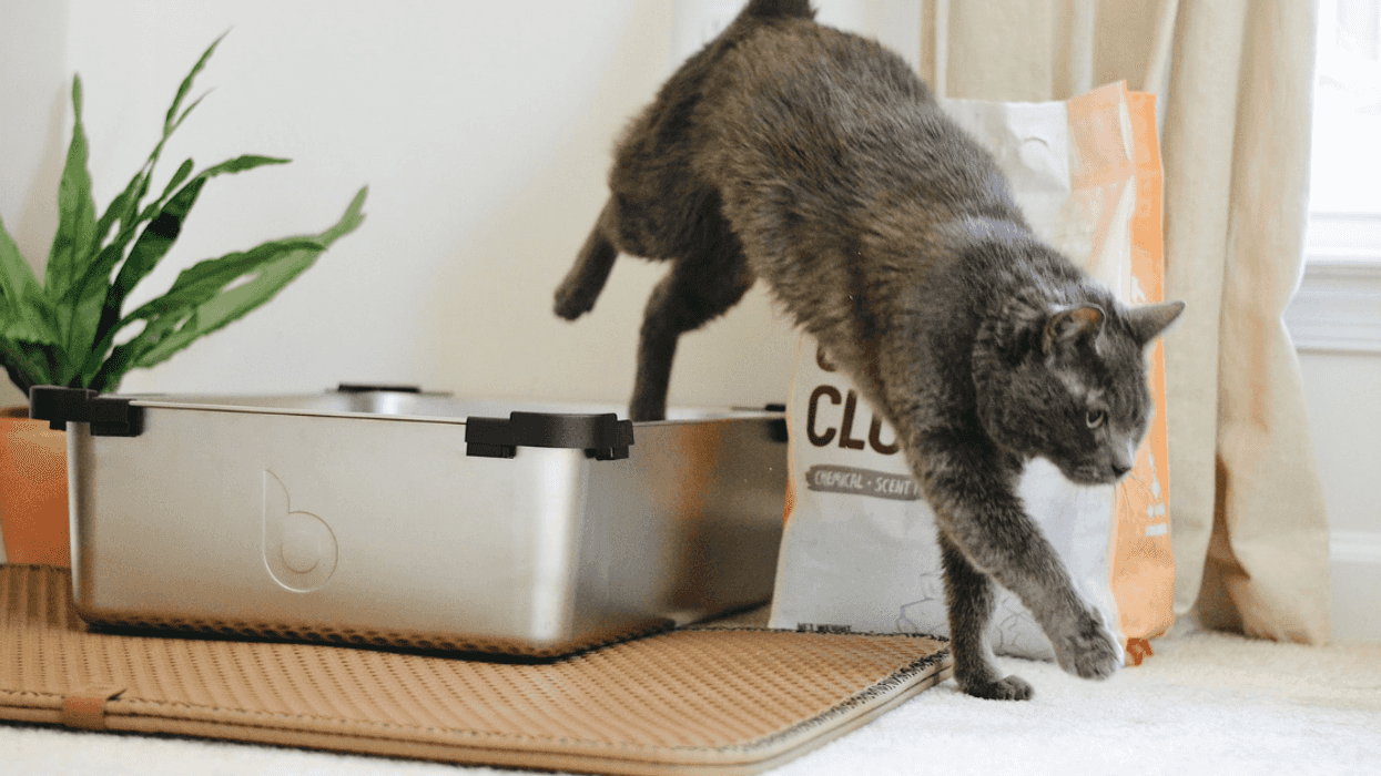 Guy Grossed Out After Diabetic Girlfriend Pees In Cat's Litter Box Because He Was Hogging Bathroom