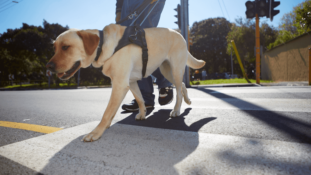 Man walking service dog