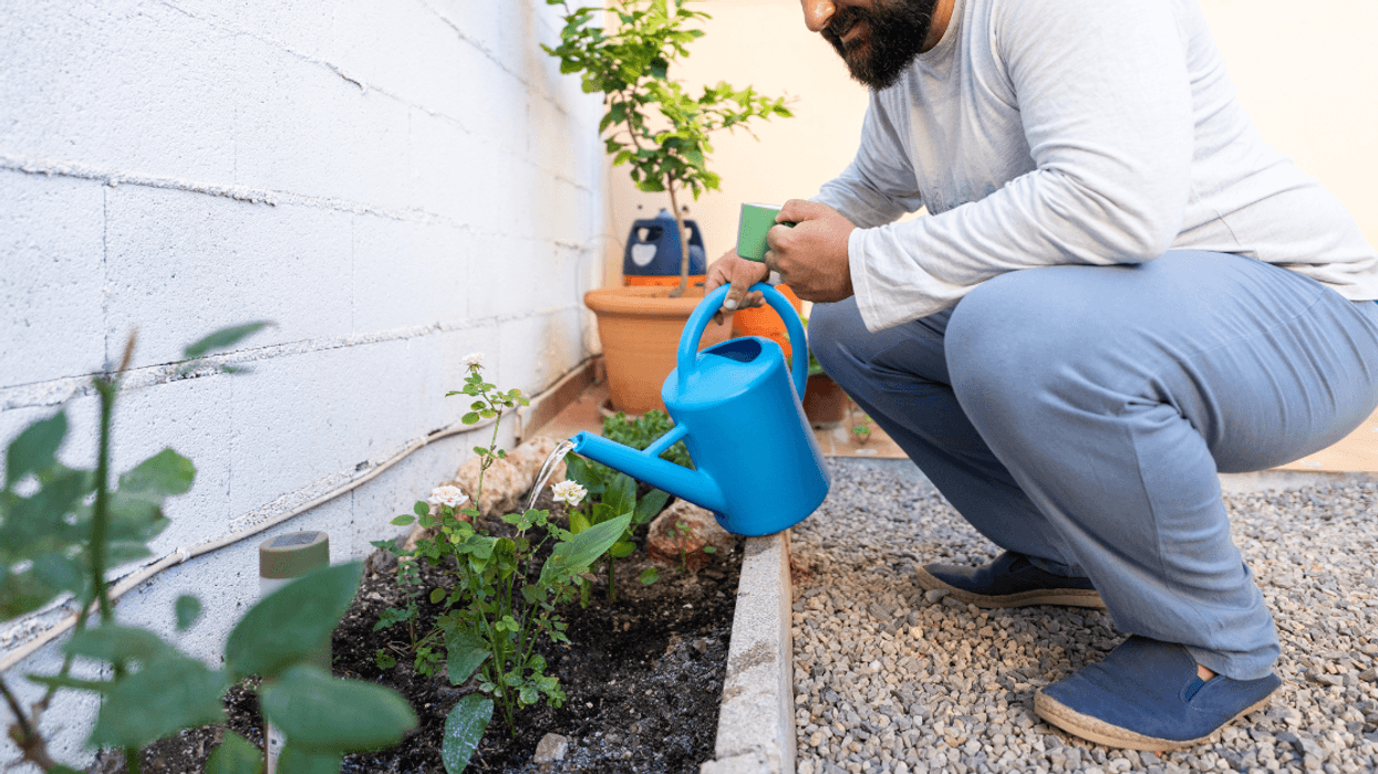 man watering small garden patch