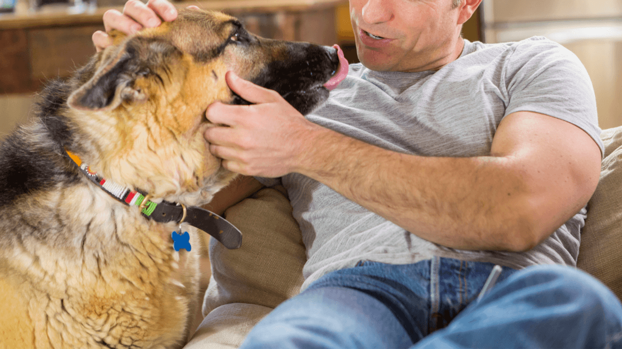 Redditor Upsets Brother By Telling Him They Don't Consider His Dogs To Be Their Kids' Cousins